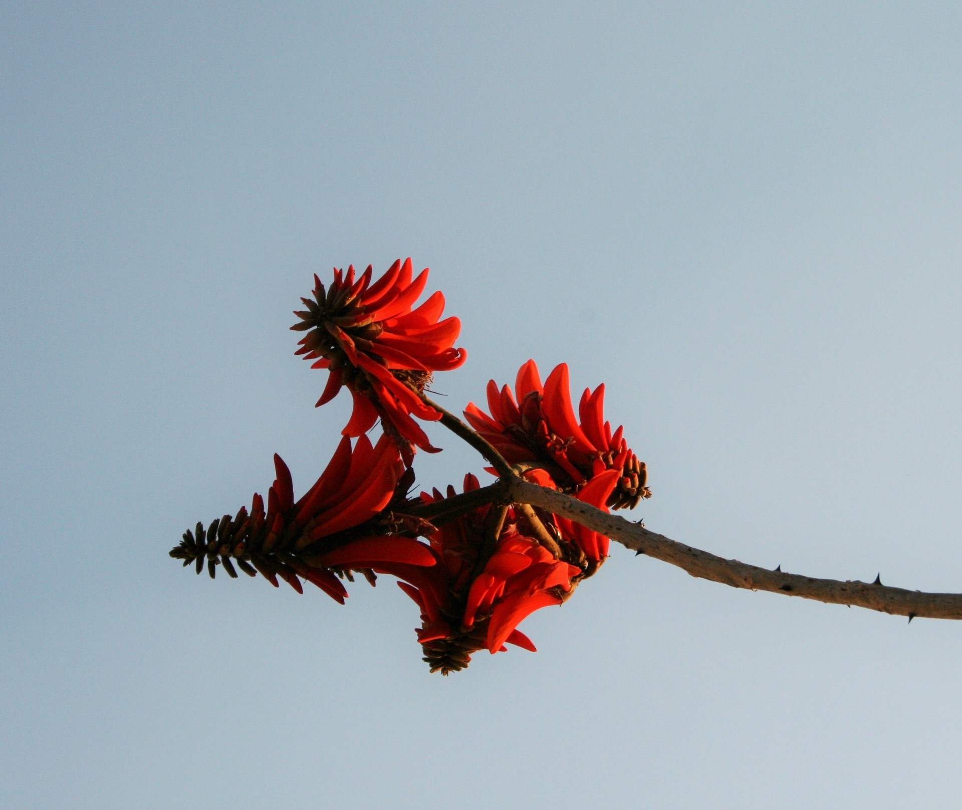 tree coral flowers free photo