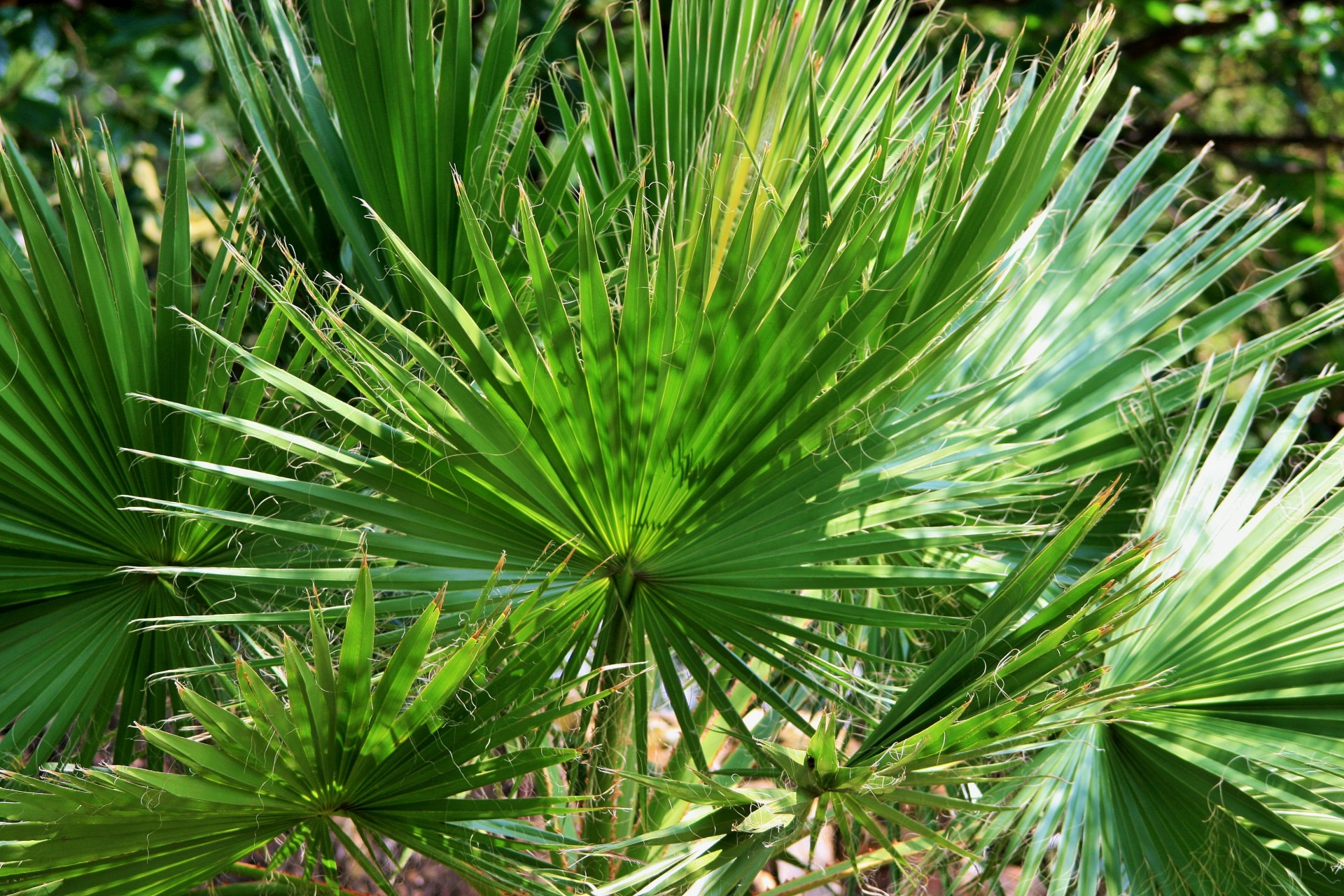 plant palm fan free photo