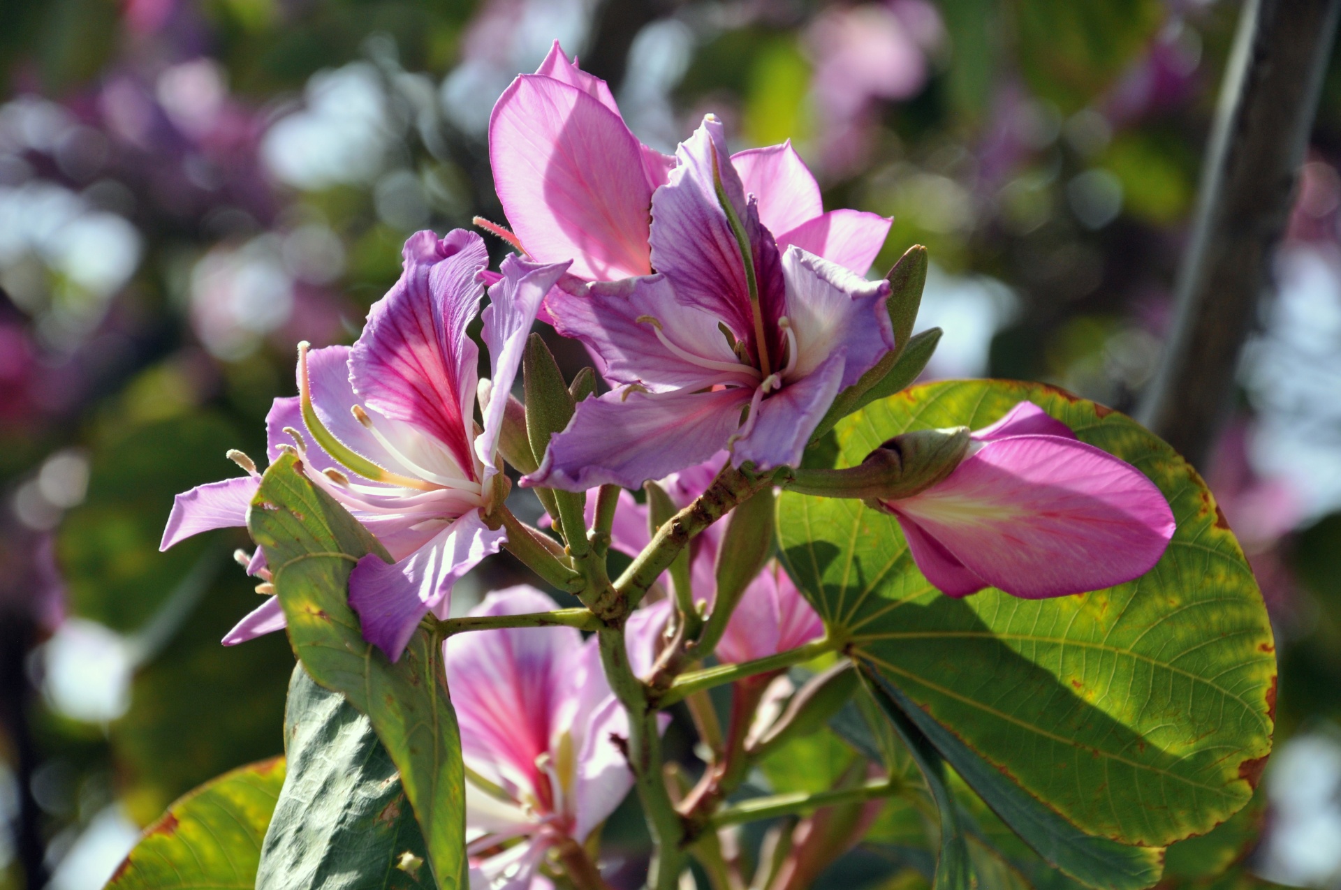 flower flowers pink free photo