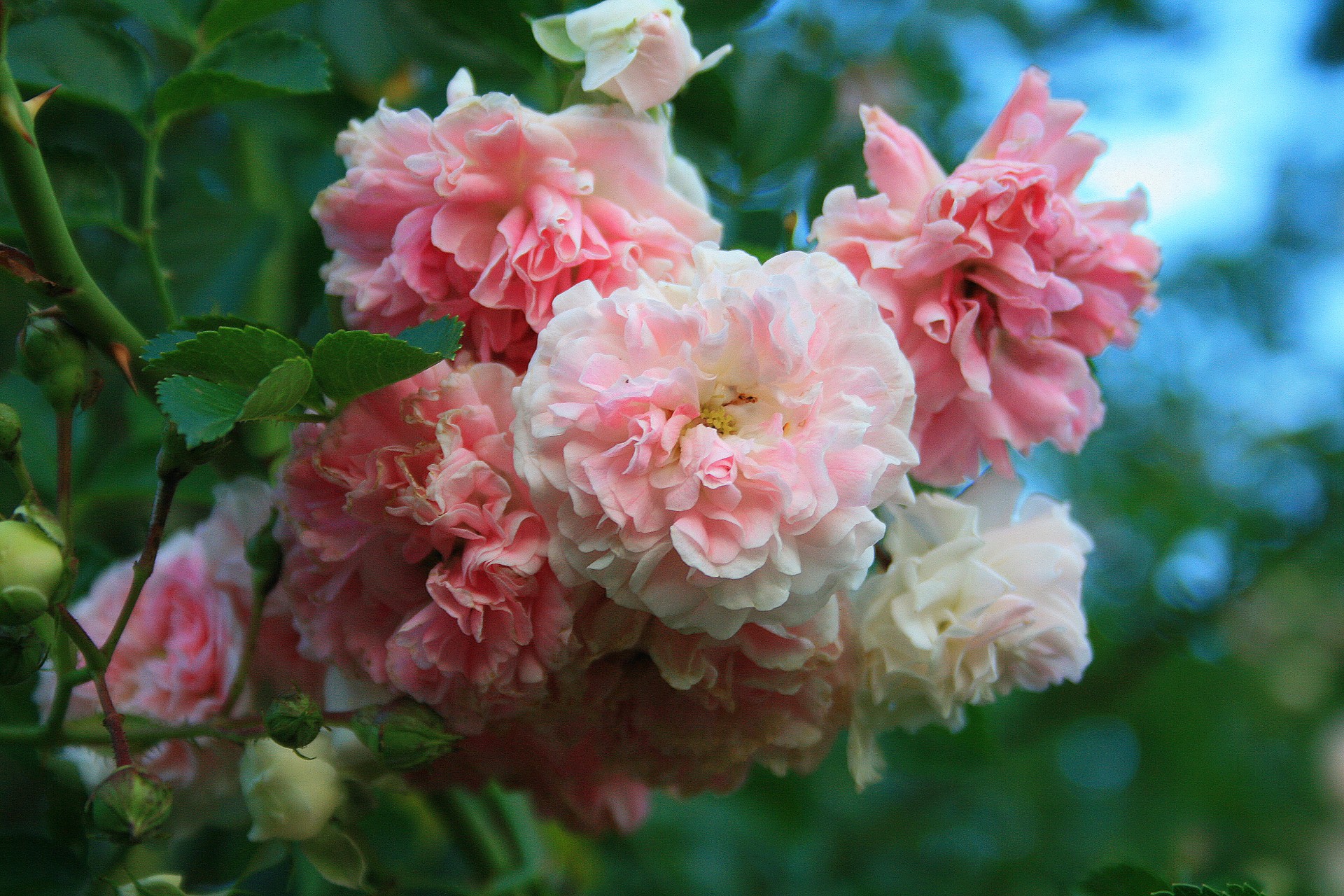 roses pink rambler free photo