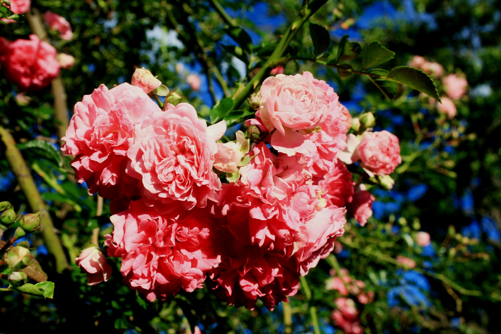 flowers bush roses free photo