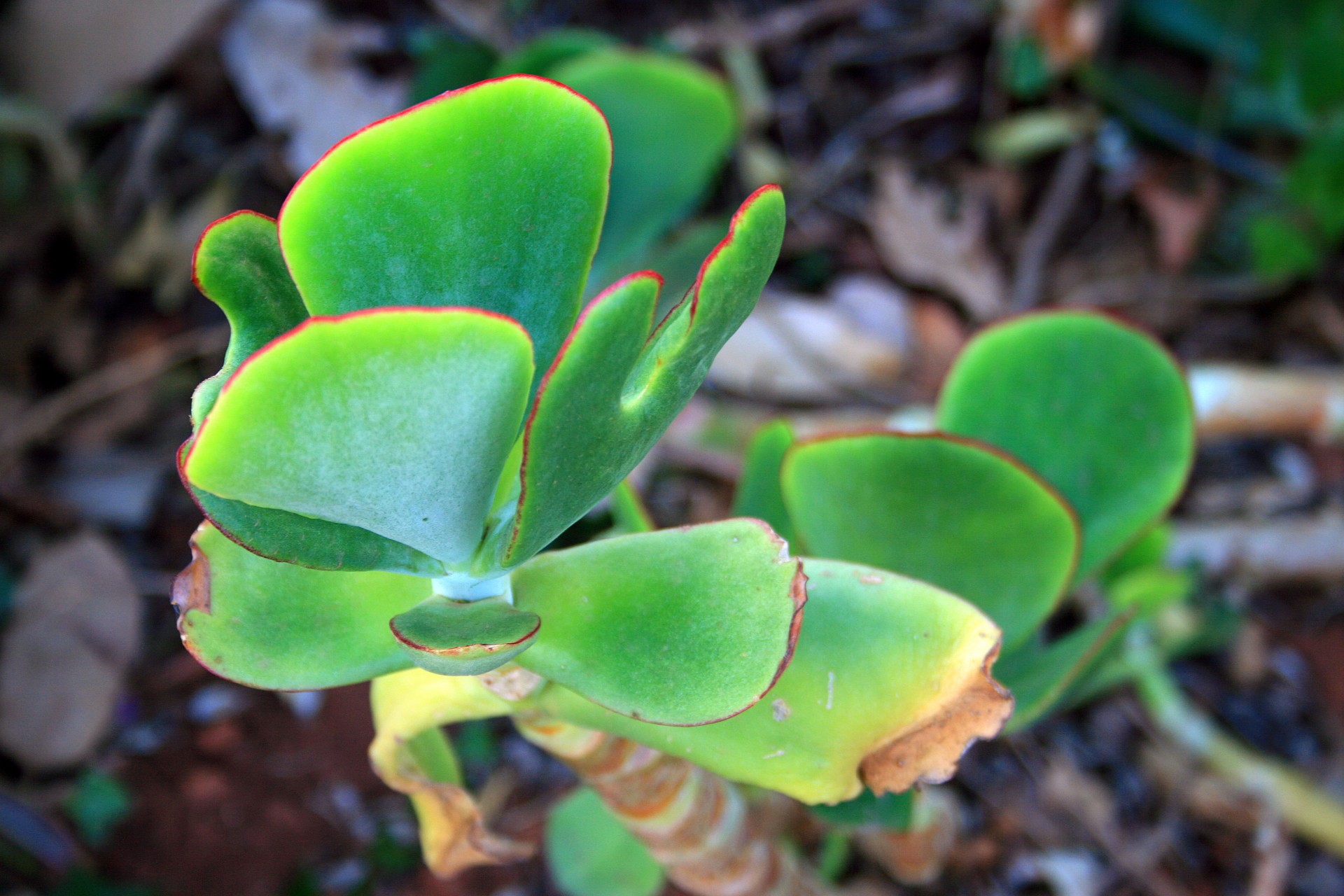 succulent leaves pig's ear free photo