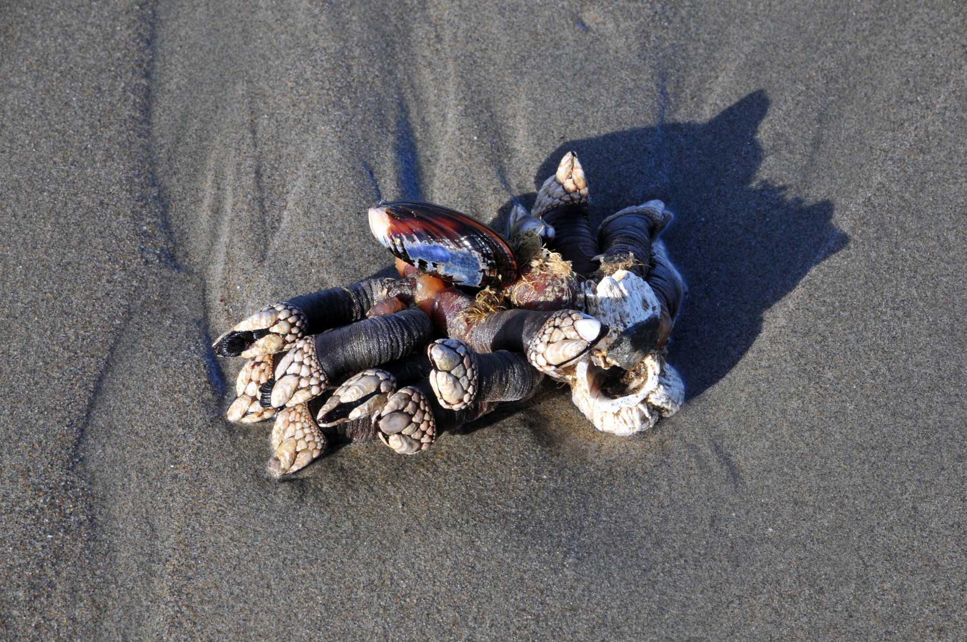 shell shells beach free photo