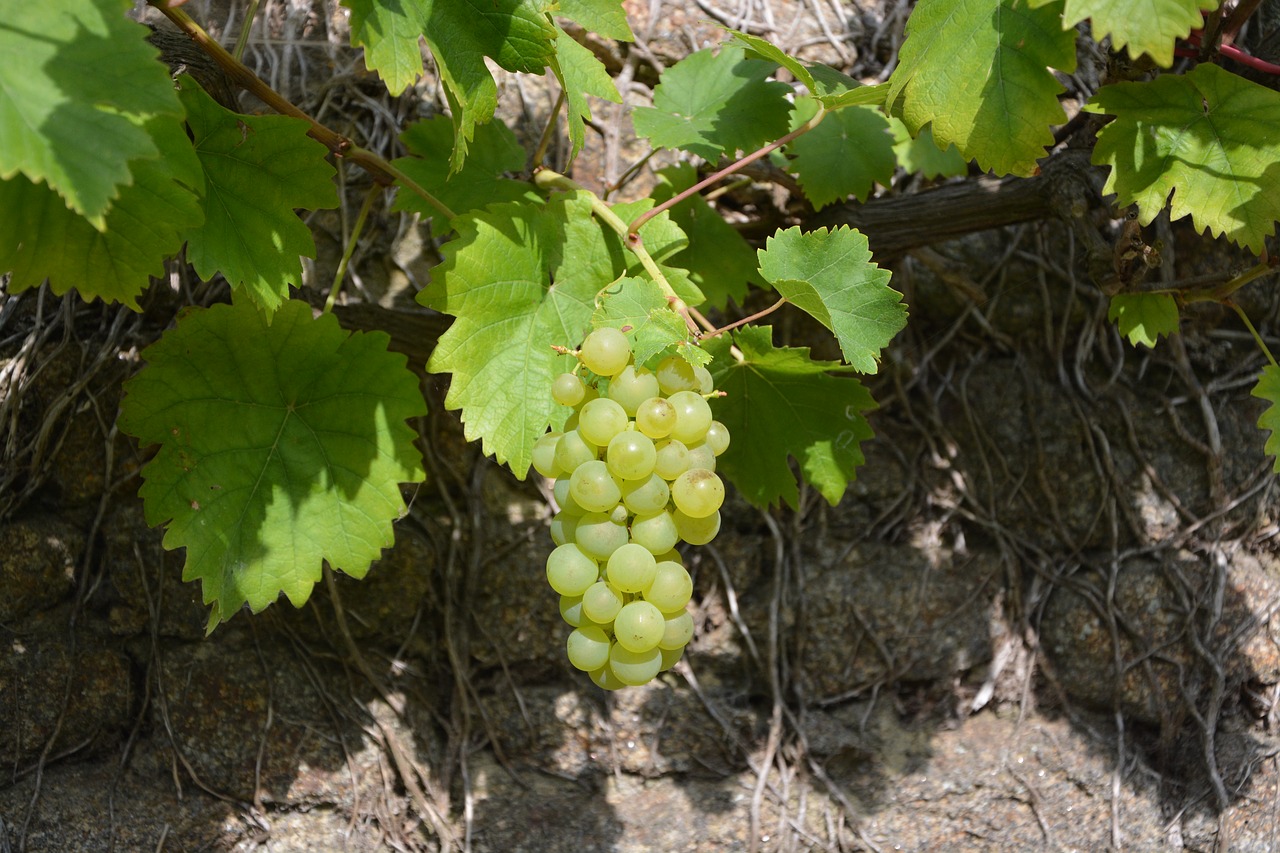 cluster of white grape vine vineyard free photo