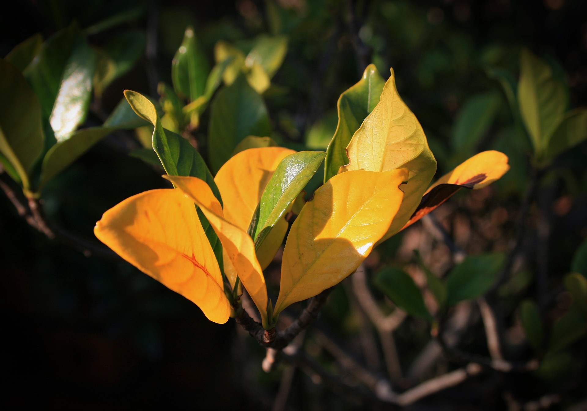 leaves cluster yellow free photo