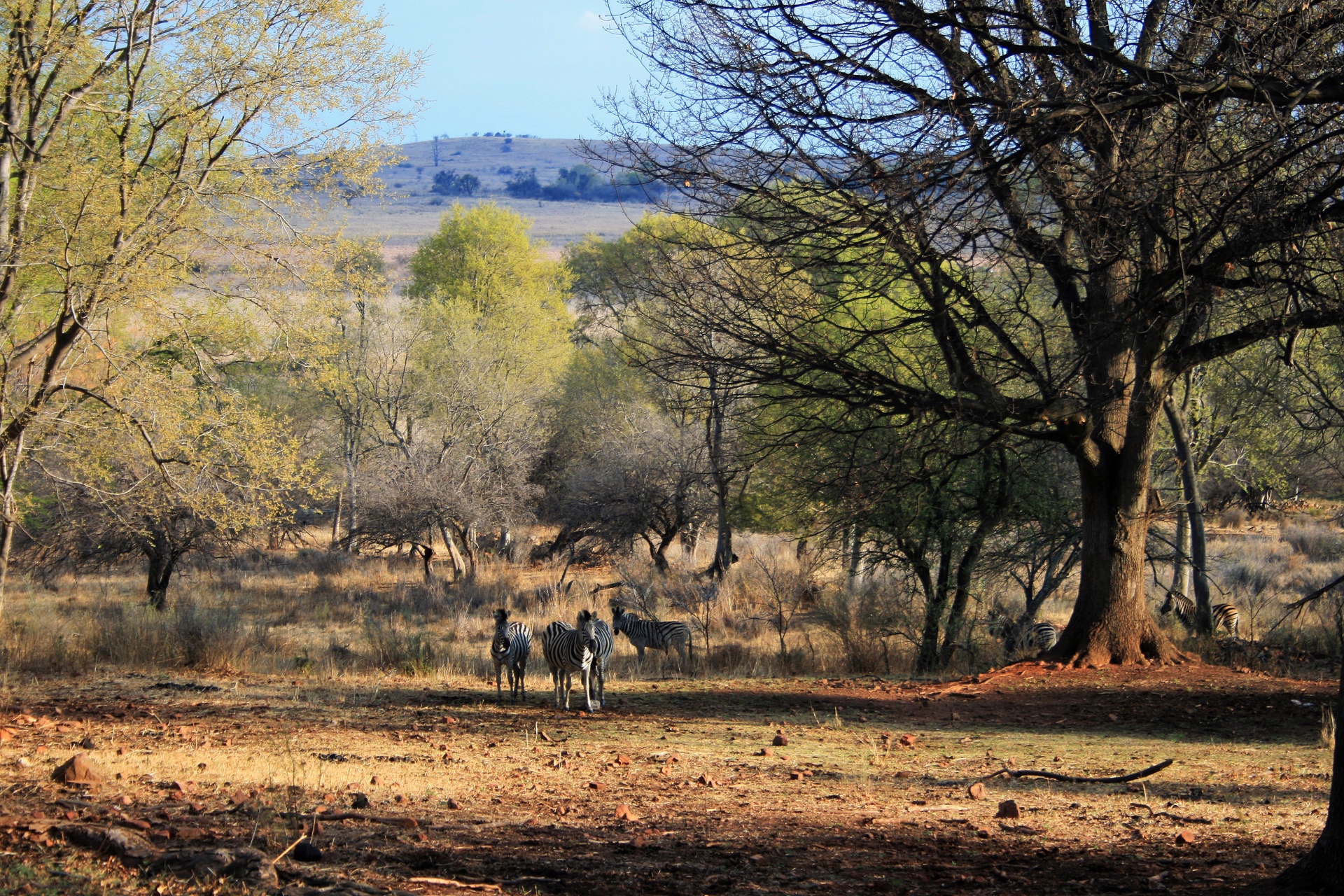 trees veld nature free photo