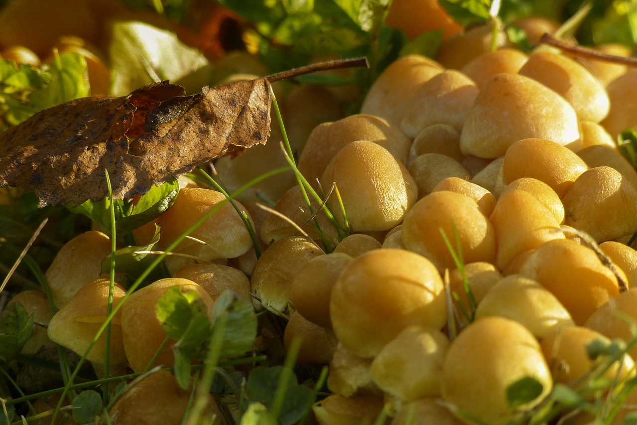 clustered yellow tiny free photo