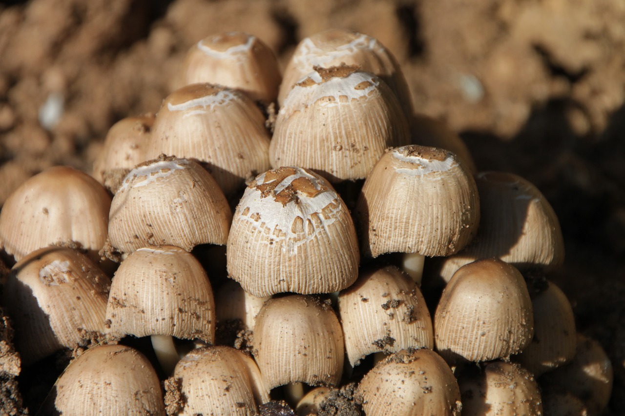 clusters coprinus fungus free photo