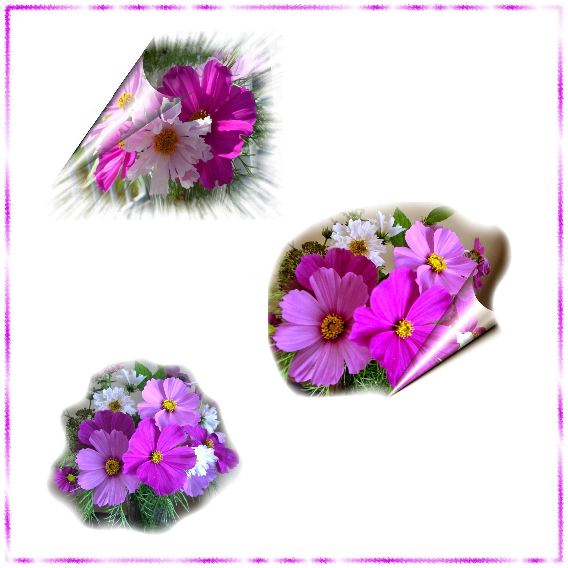 cluster flowers scrapbooking free photo