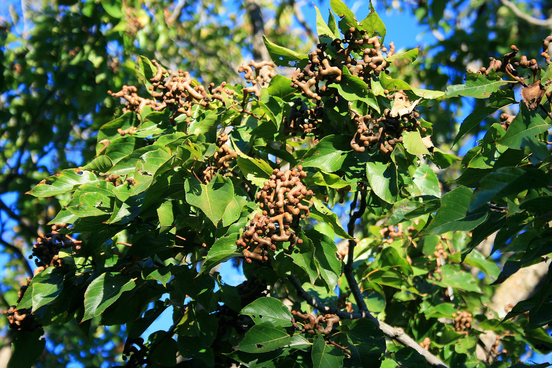 tree fruit clusters free photo