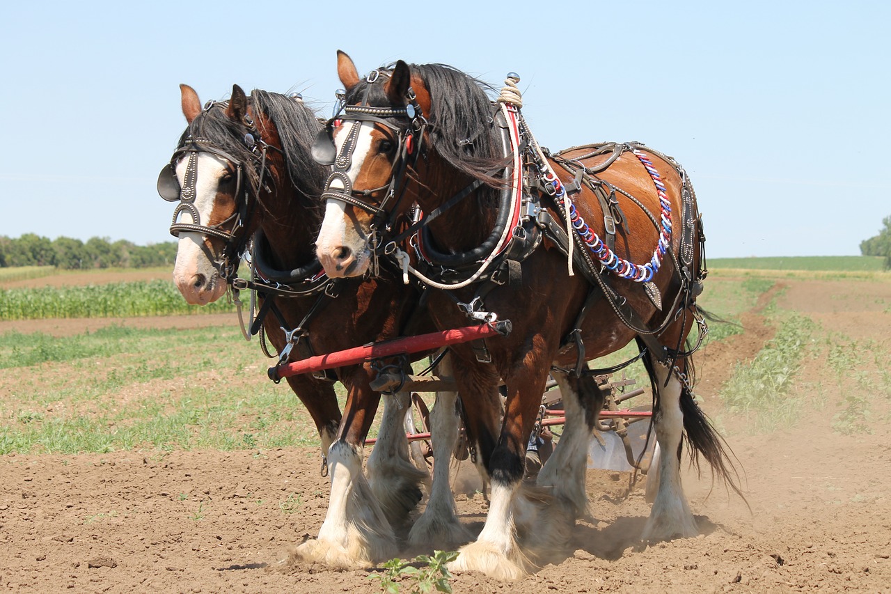 clydesdale plowing horse free photo