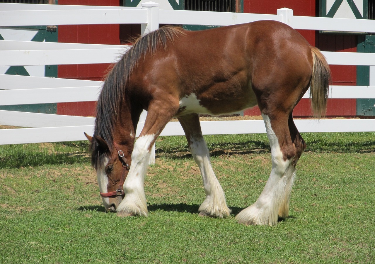 clydesdale horse foal free photo