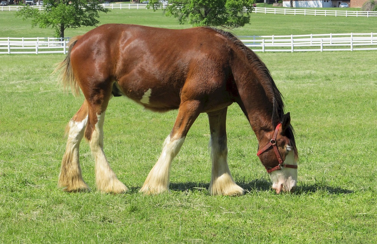 clydesdale horse yearling free photo