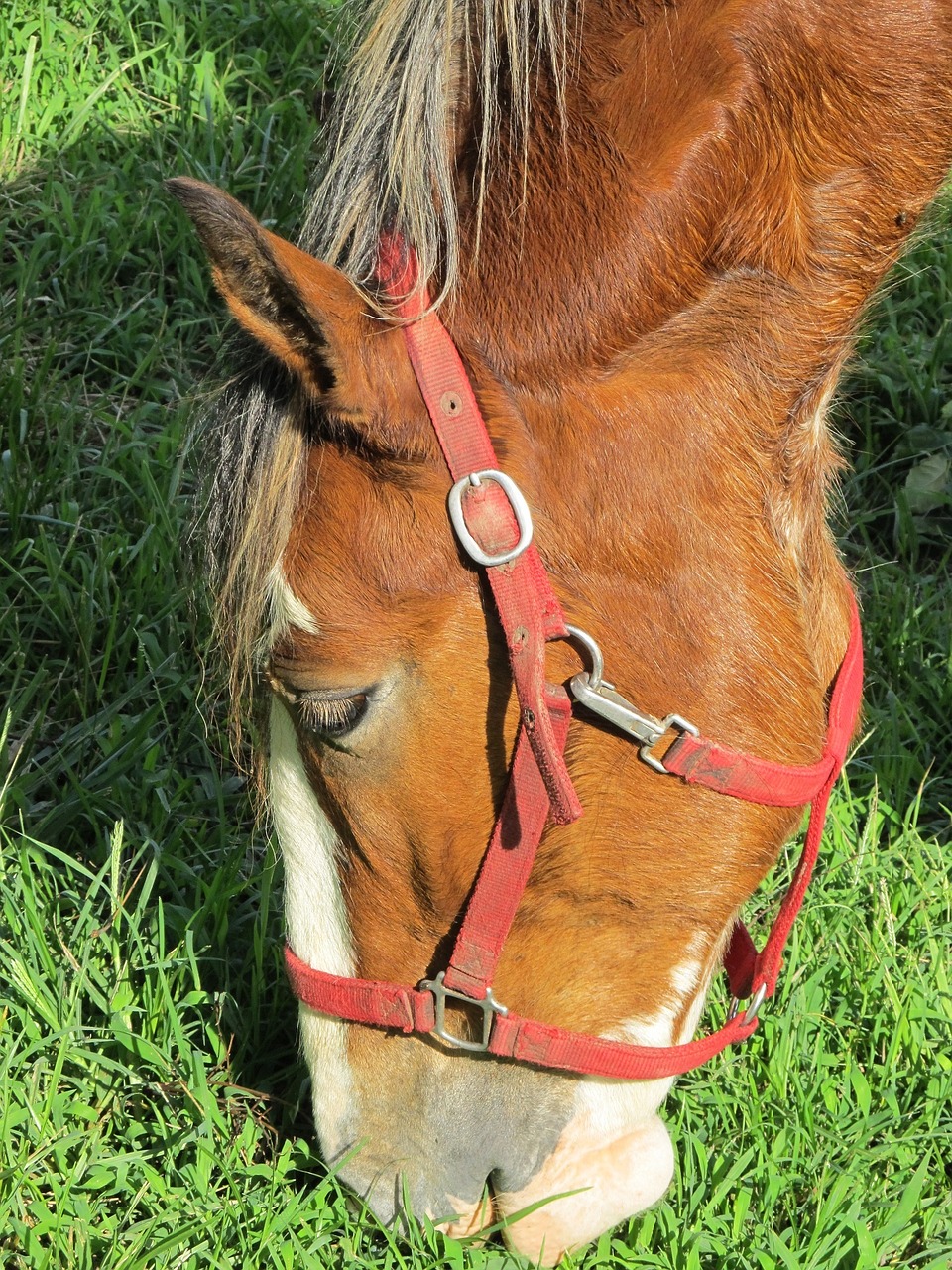 clydesdale horse head free photo