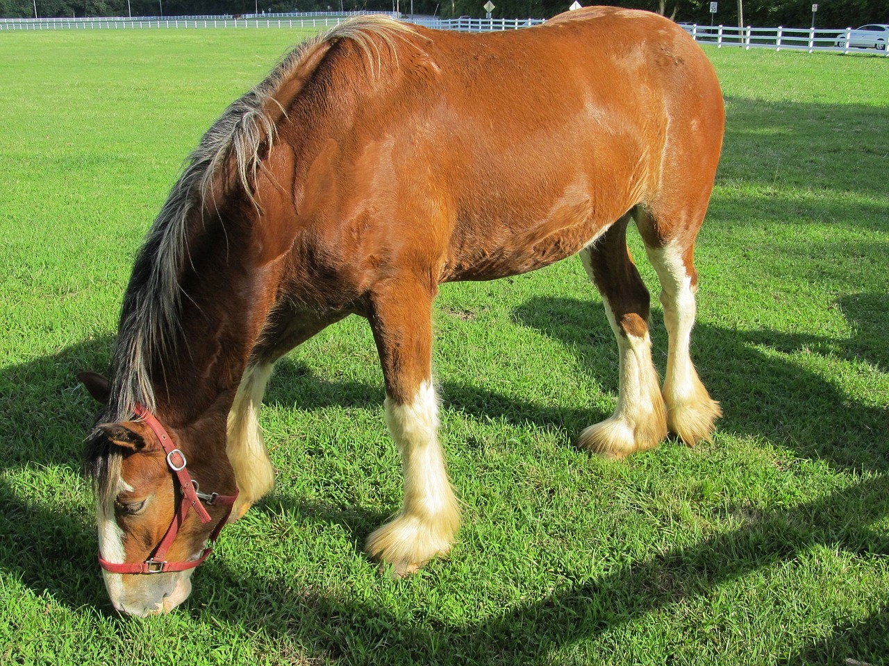 clydesdale horse yearling free photo