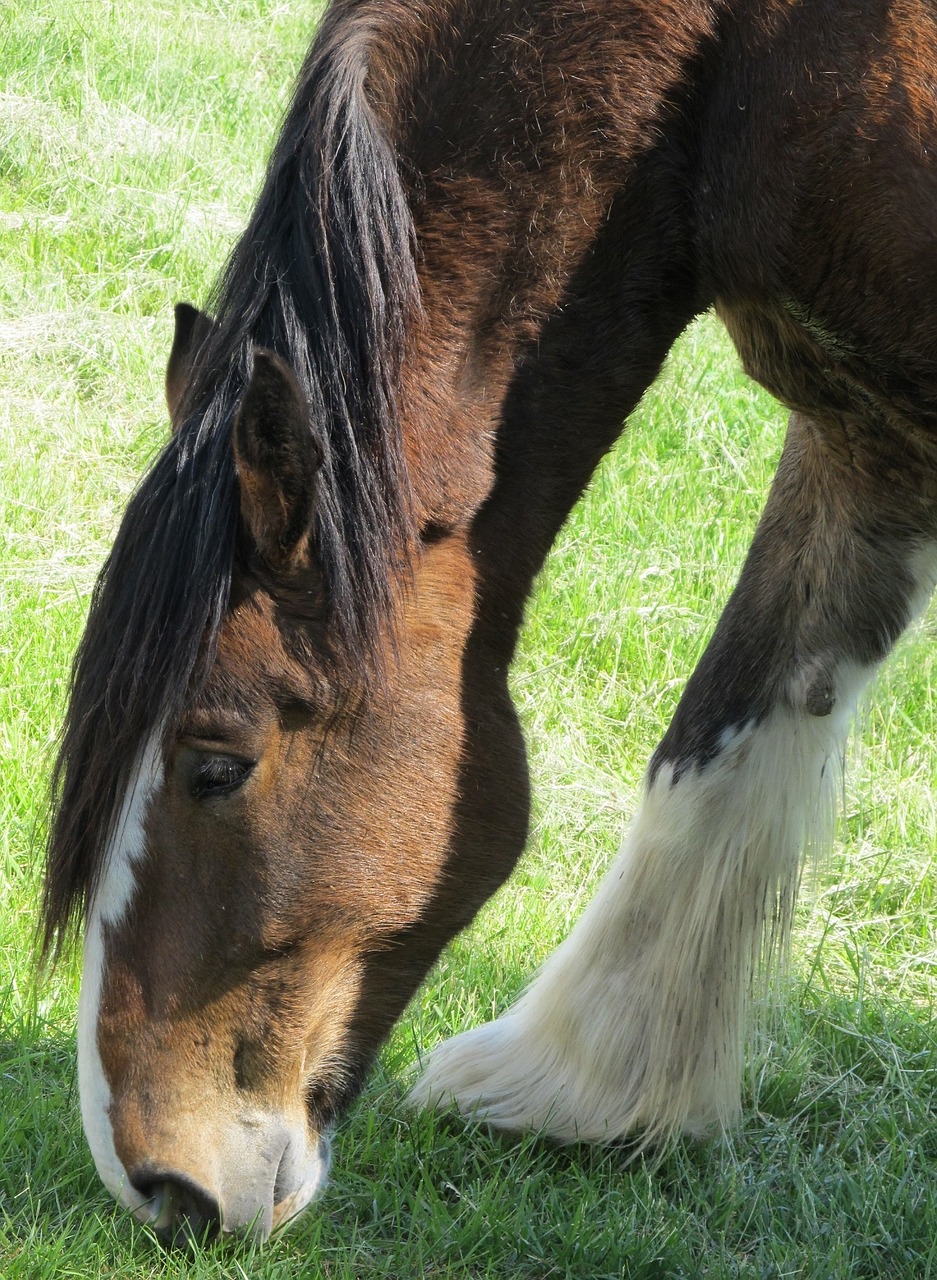 clydesdale horse grazing free photo