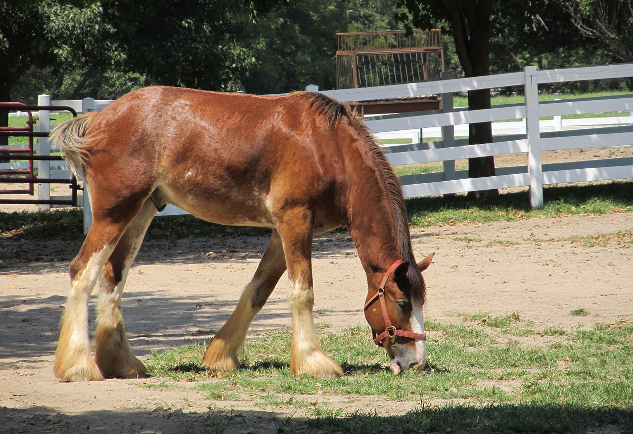 clydesdale horse yearling free photo