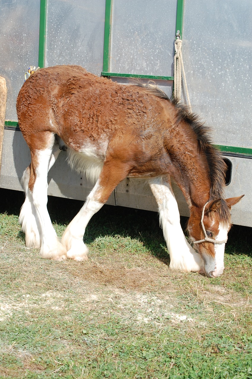clydesdale foal horse free photo