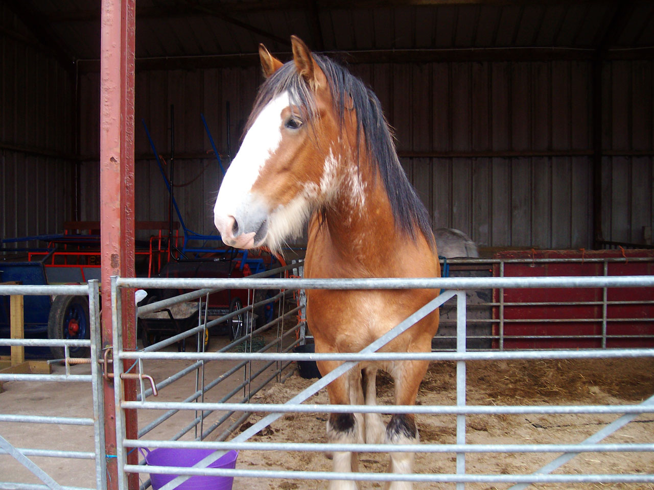 horse farm clydesdale free photo
