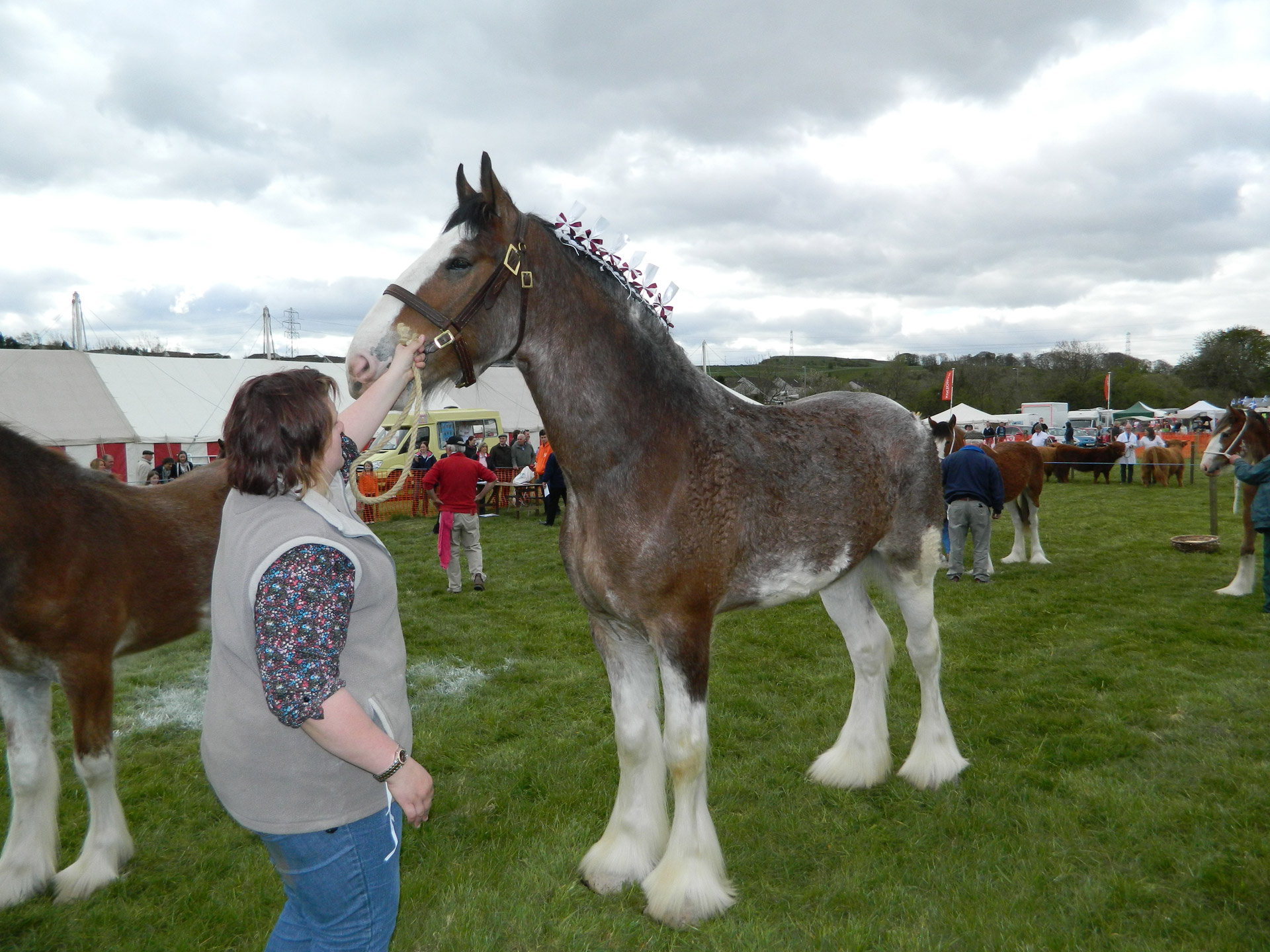 clydesdale horse show free photo