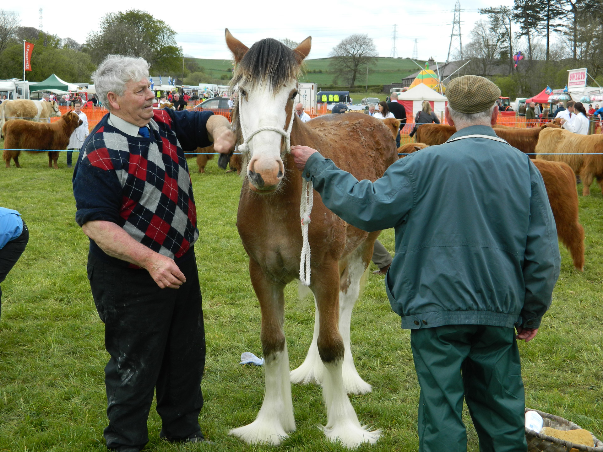 clydesdale horse show free photo