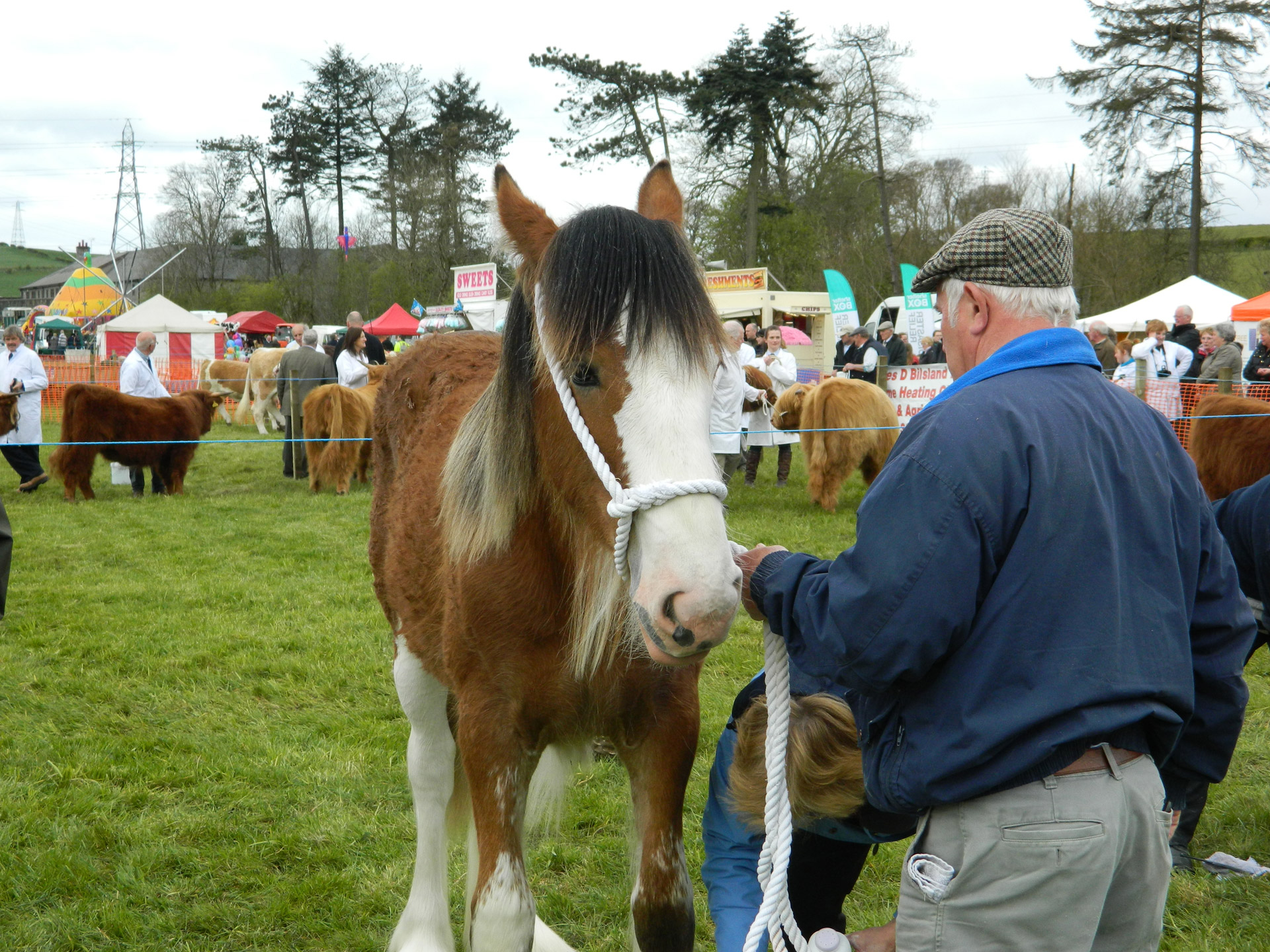 clydesdale horse show free photo