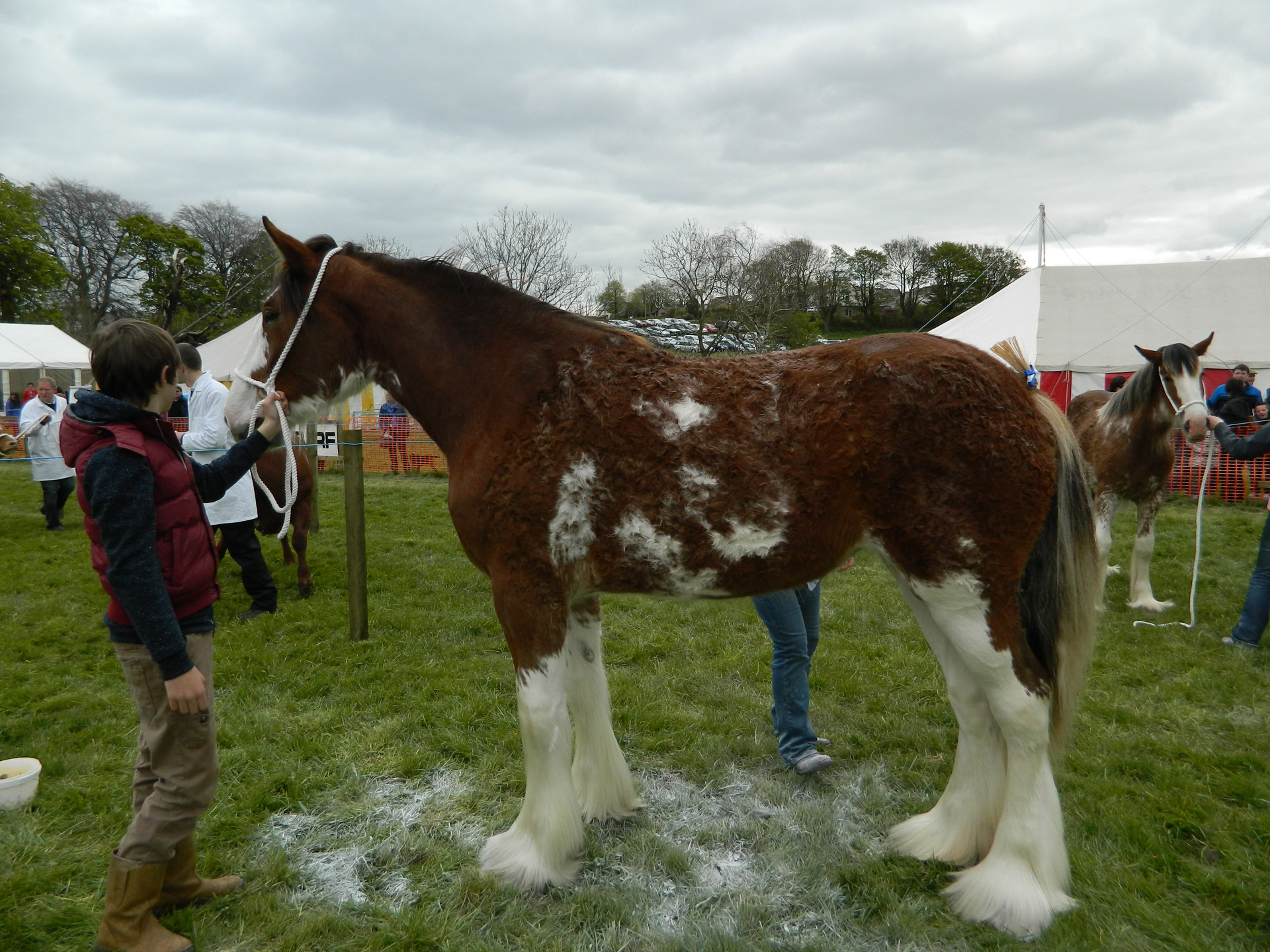 clydesdale horse show free photo