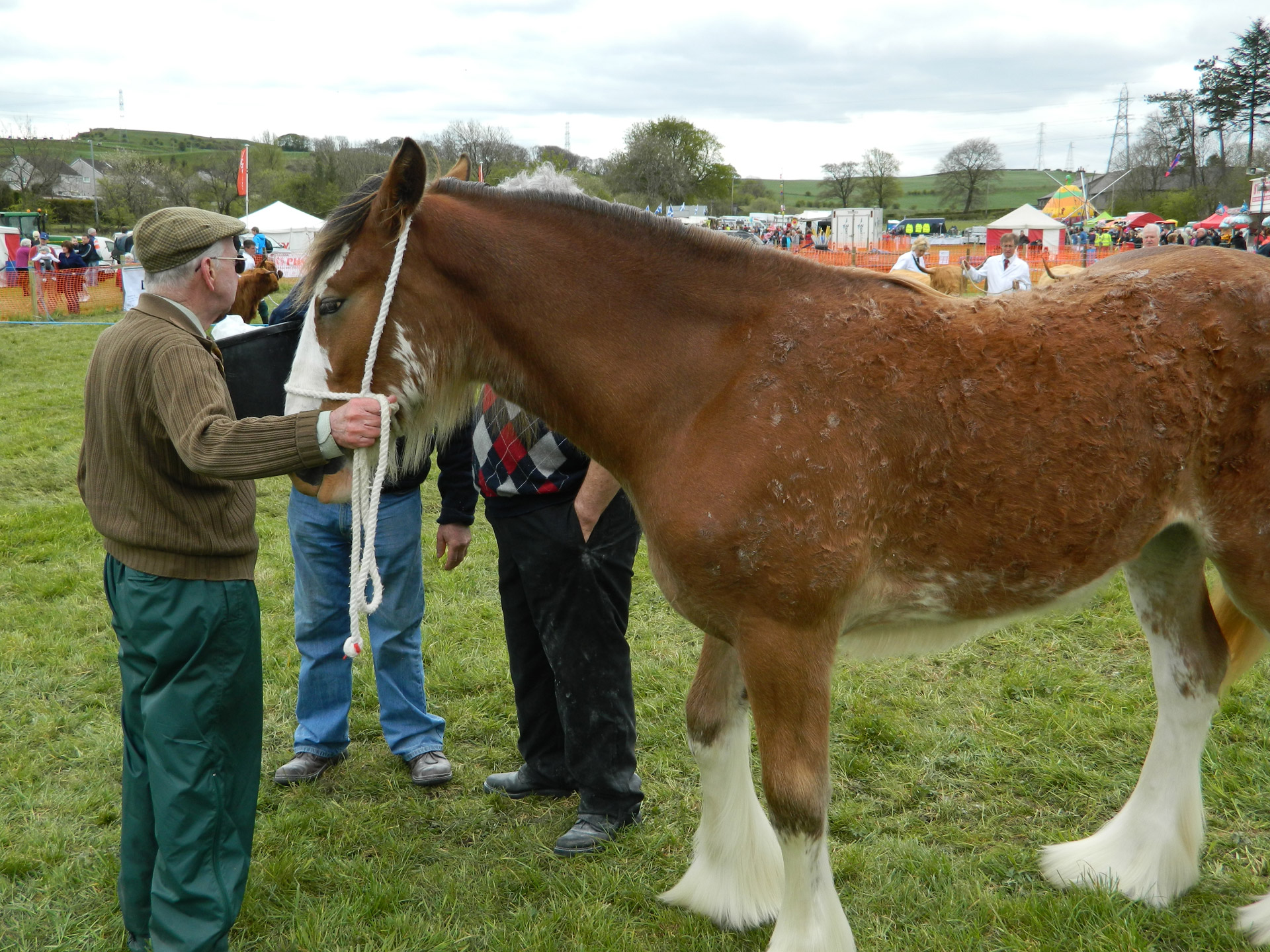 clydesdale horse show free photo