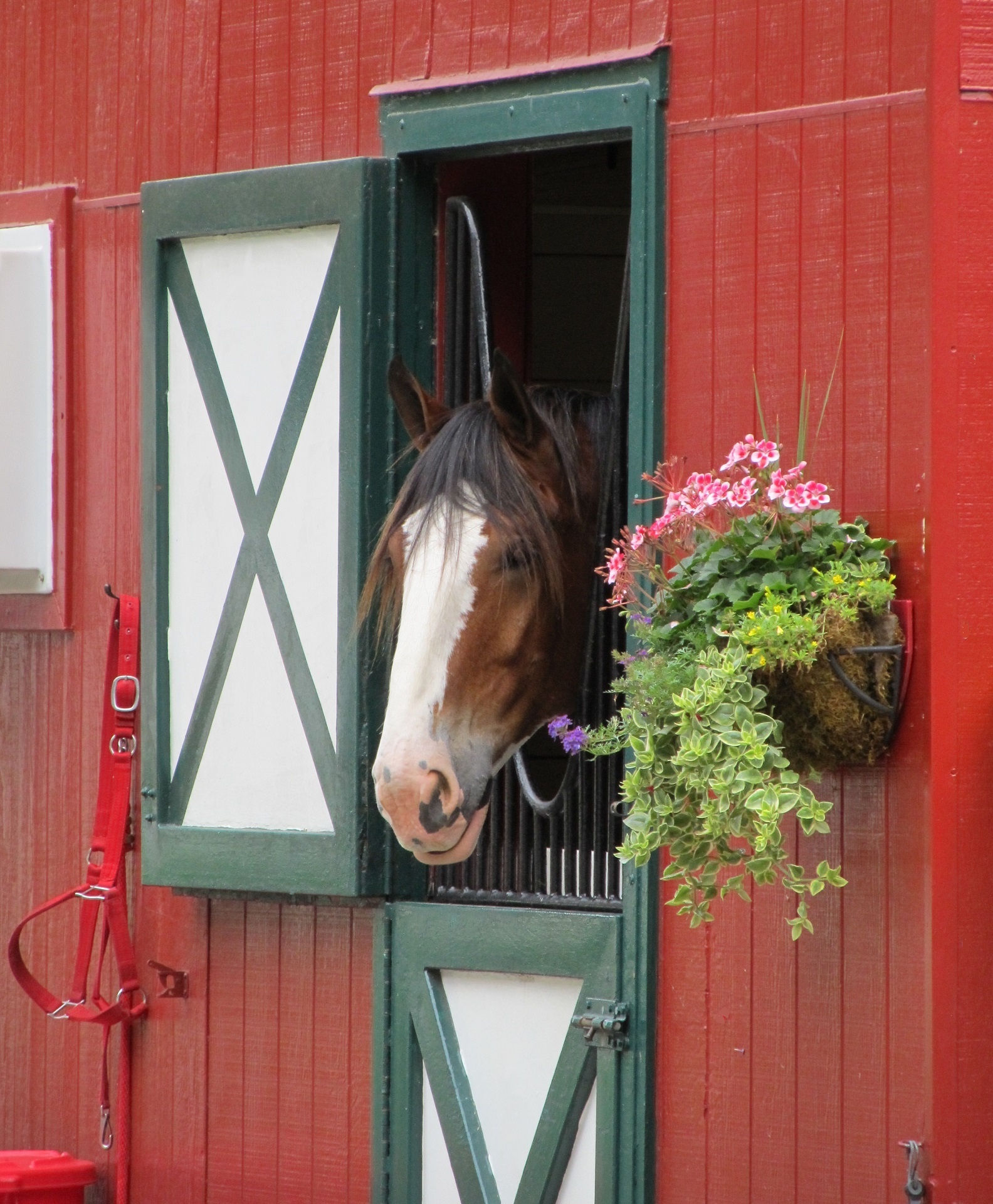 clydesdale horse stall free photo