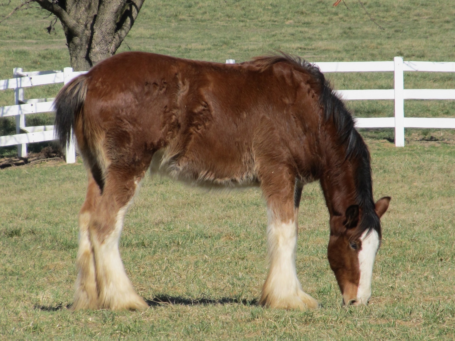 horse clydesdale grazing free photo