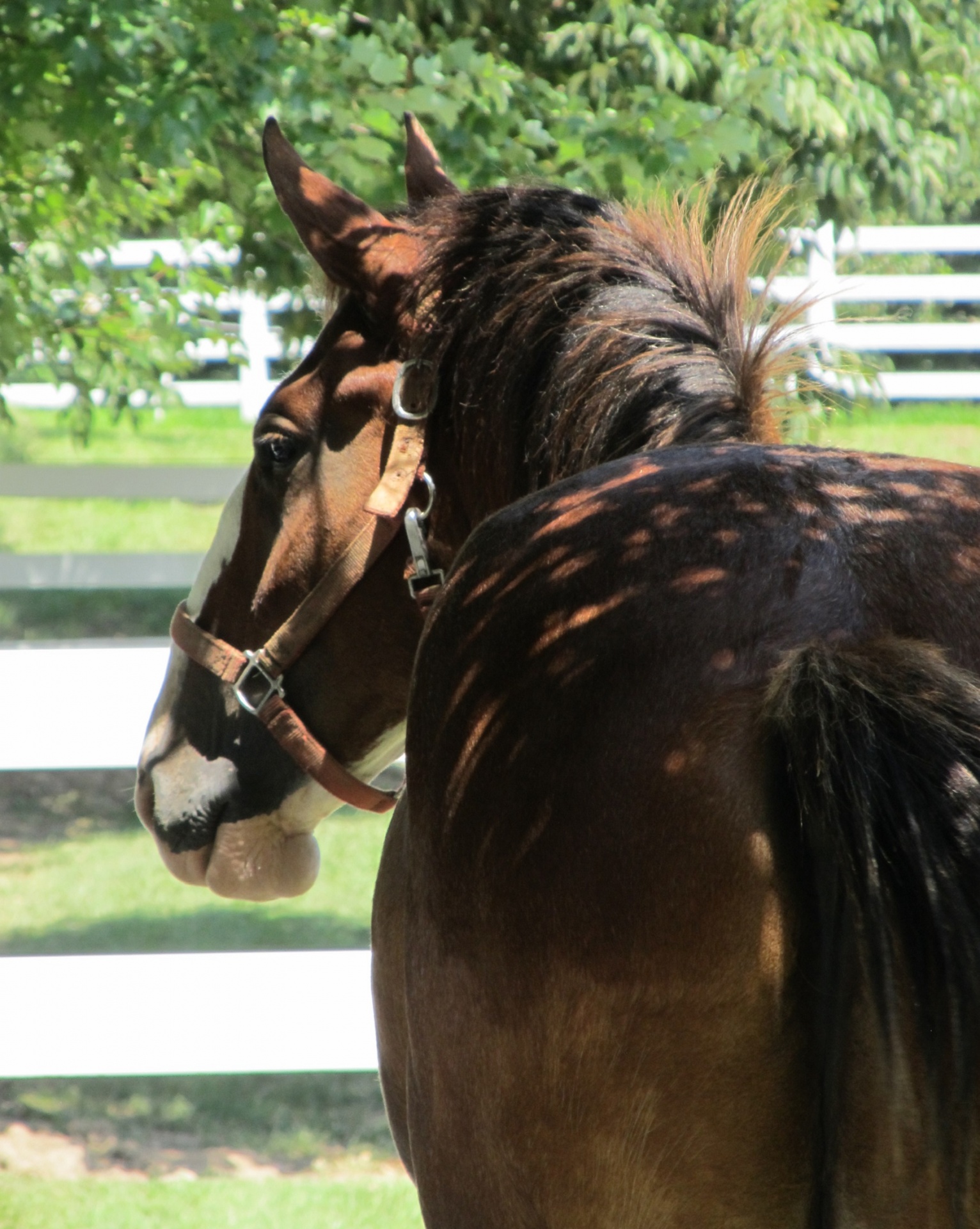 clydesdale horse yearling free photo