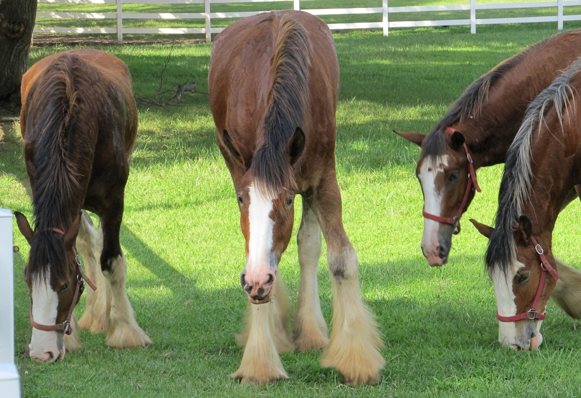 horse clydesdale grazing free photo