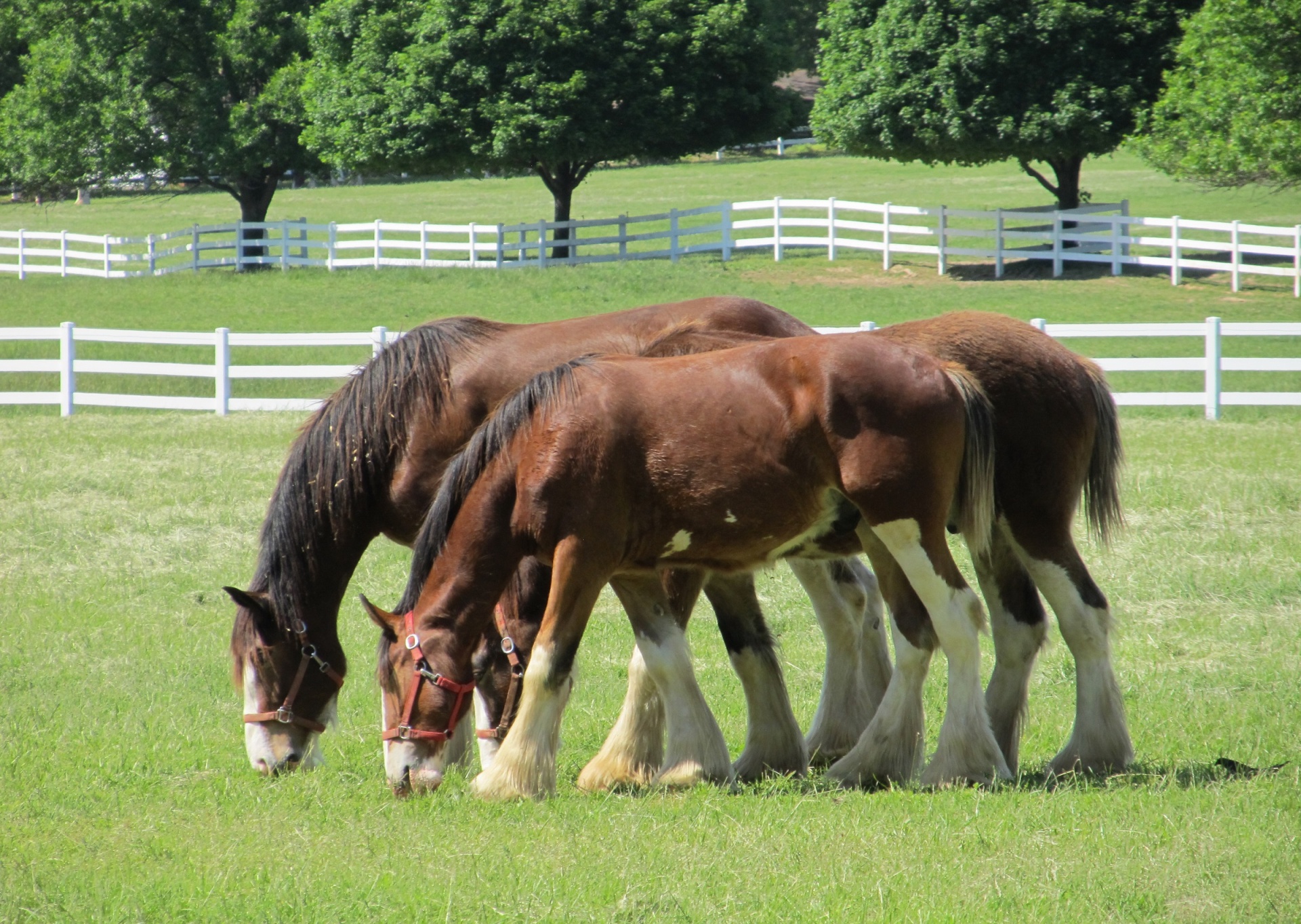 clydesdales horses yearlings free photo