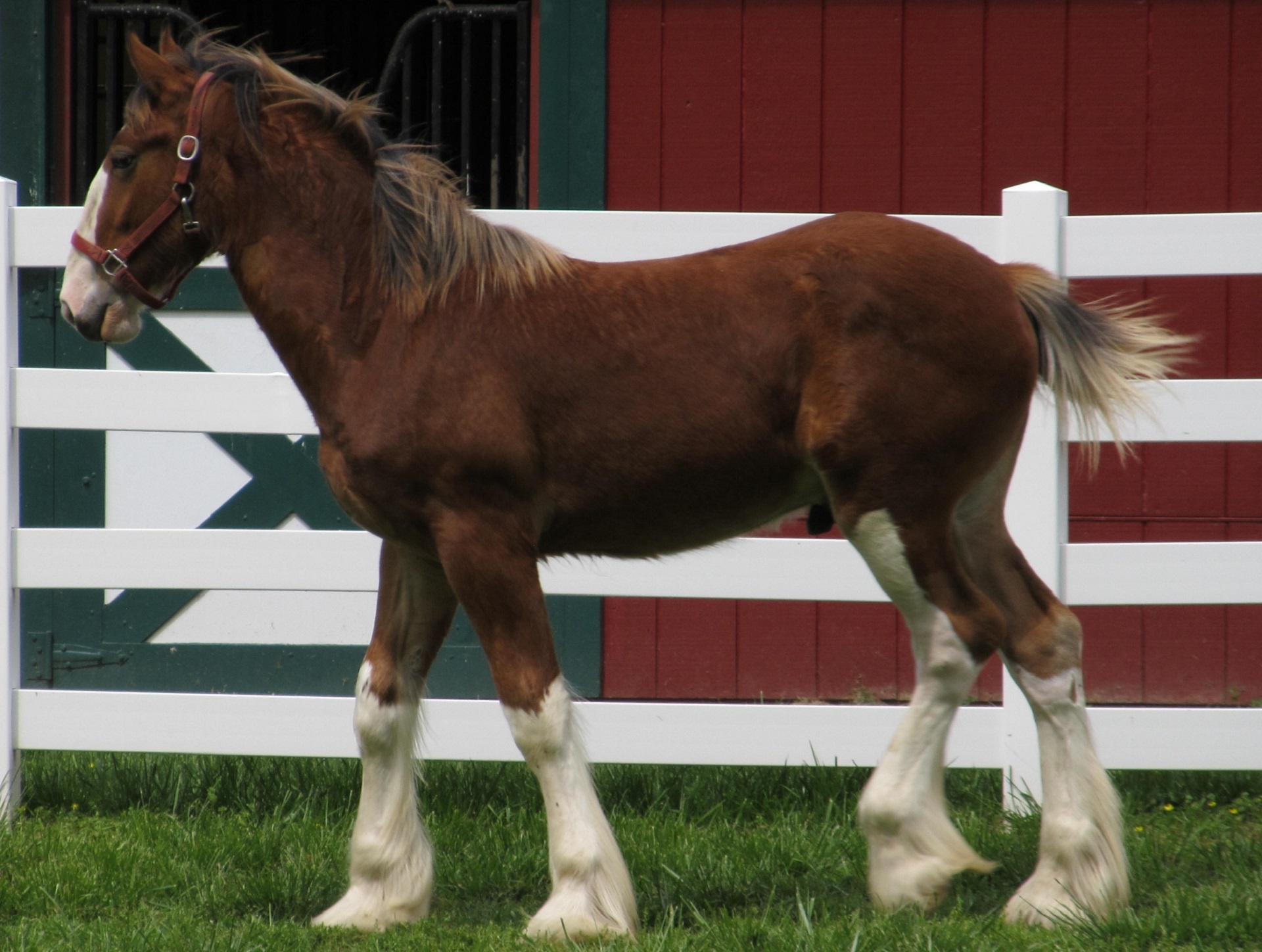 clydesdale horse young free photo