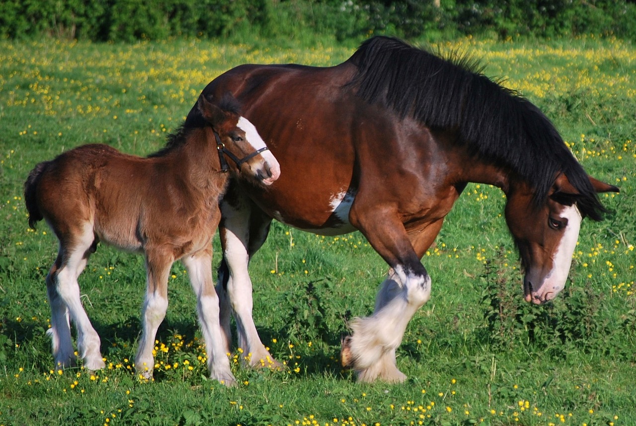 clydesdales horses colt free photo