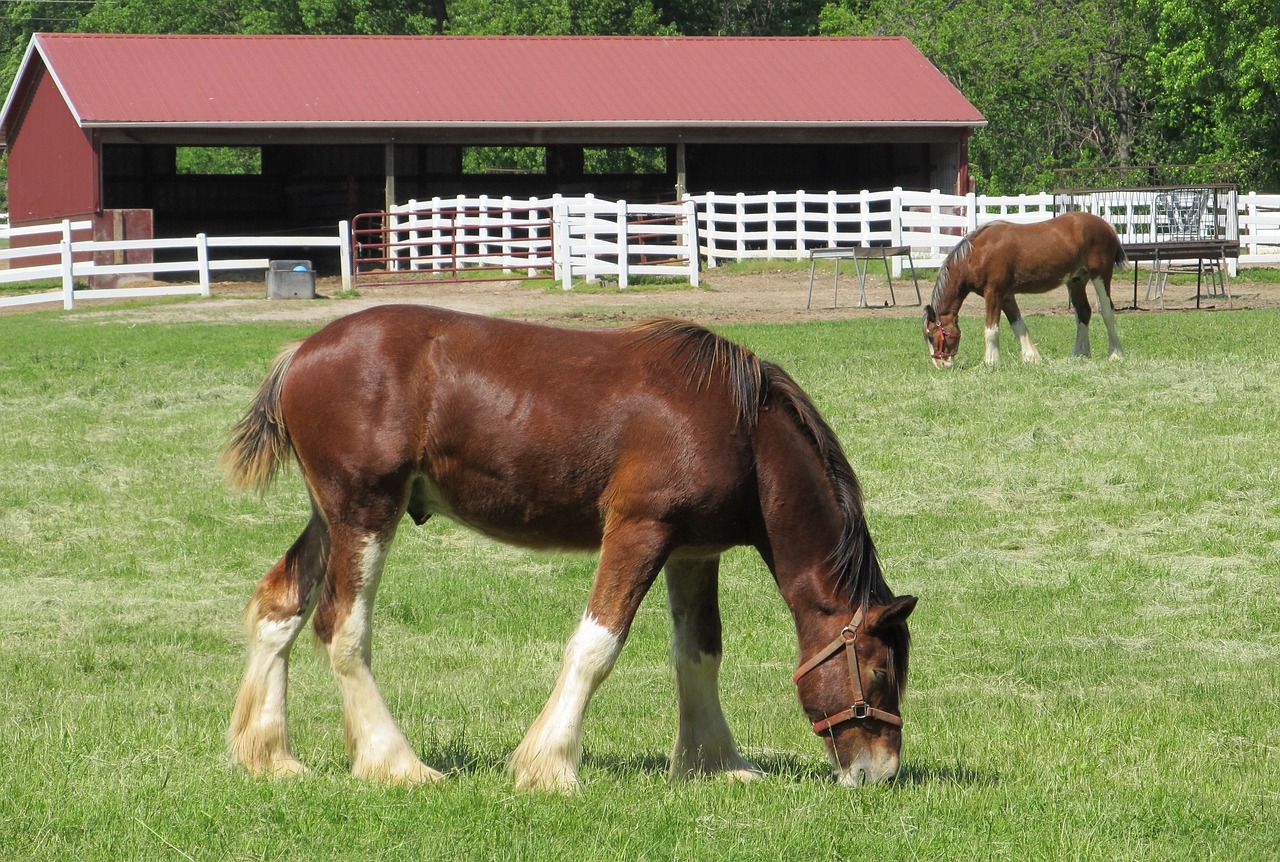 clydesdales horses yearlings free photo