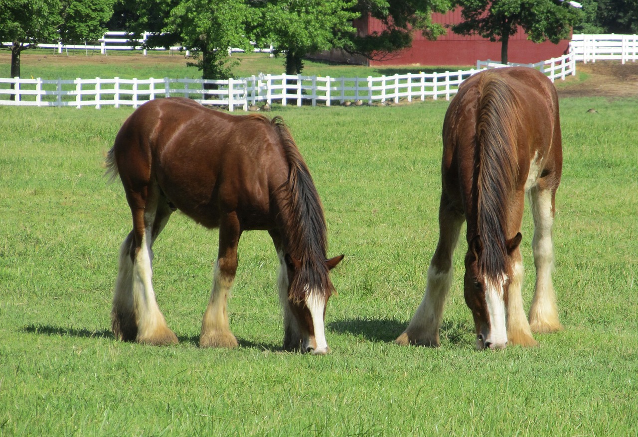 clydesdales horses purebred free photo