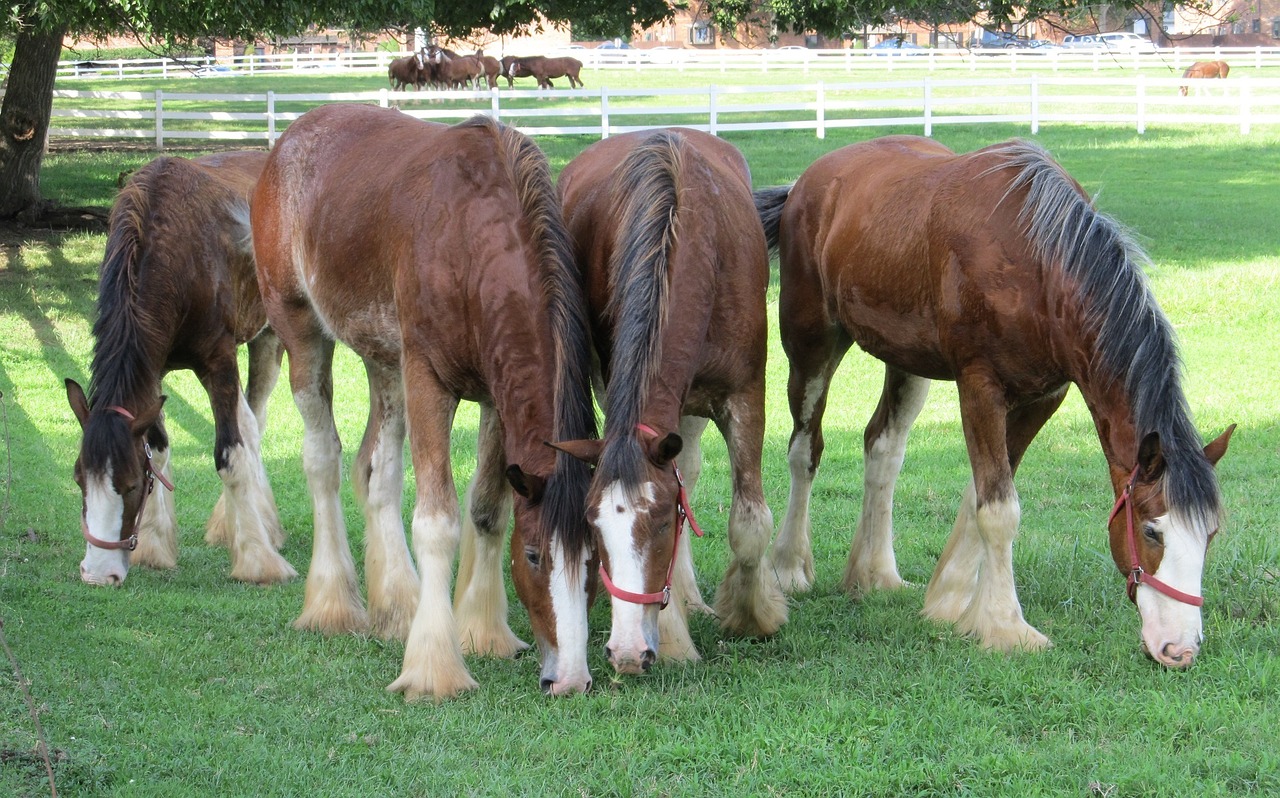 clydesdales horses yearlings free photo