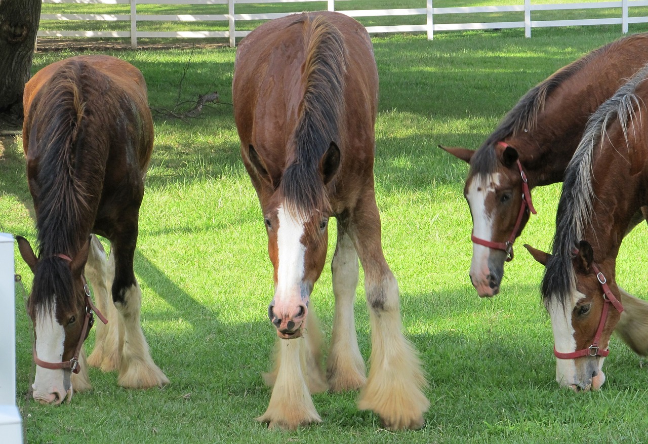 clydesdales horses purebred free photo