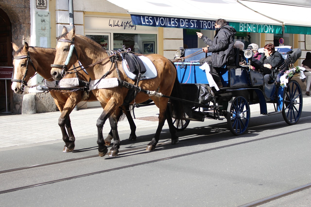 coach horses innsbruck free photo