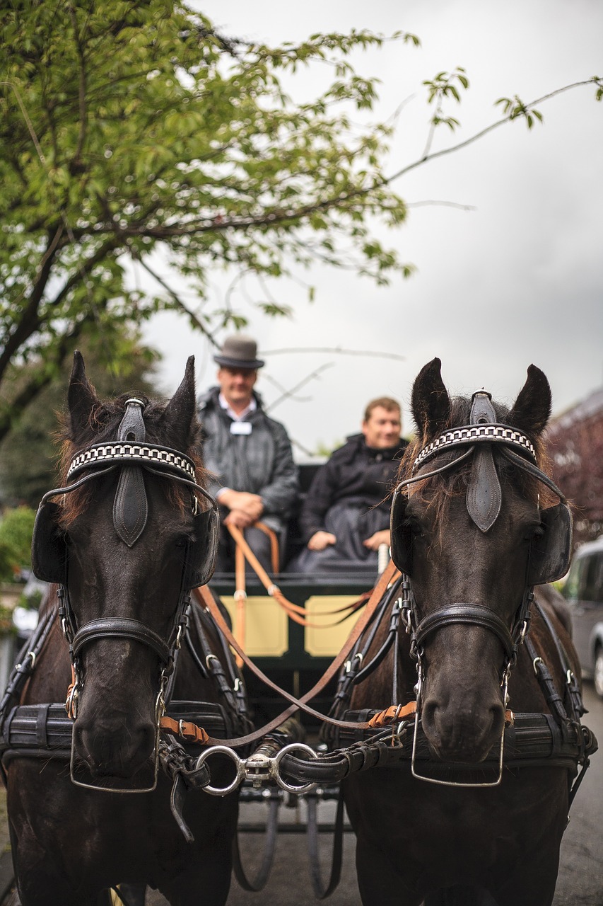 coach horse wagon free photo