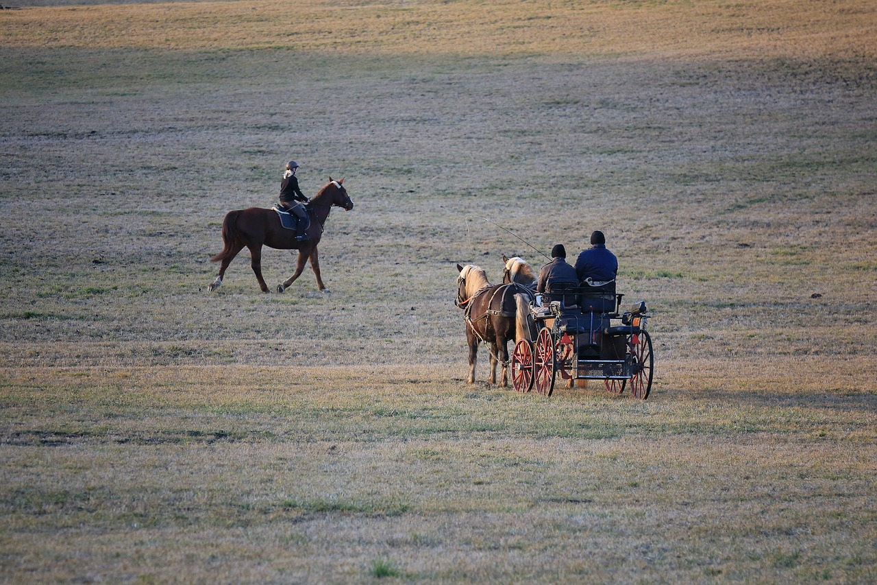 coach meadow black forest free photo