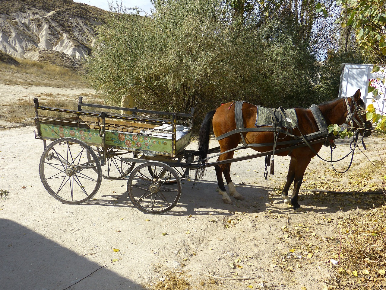 coach horse drawn carriage horse free photo