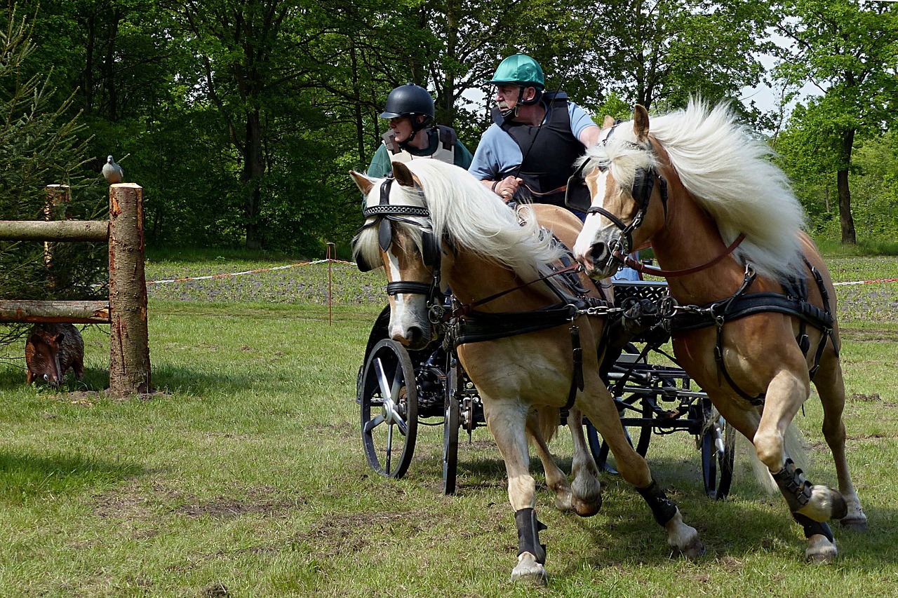 coach horse drawn carriage tournament free photo