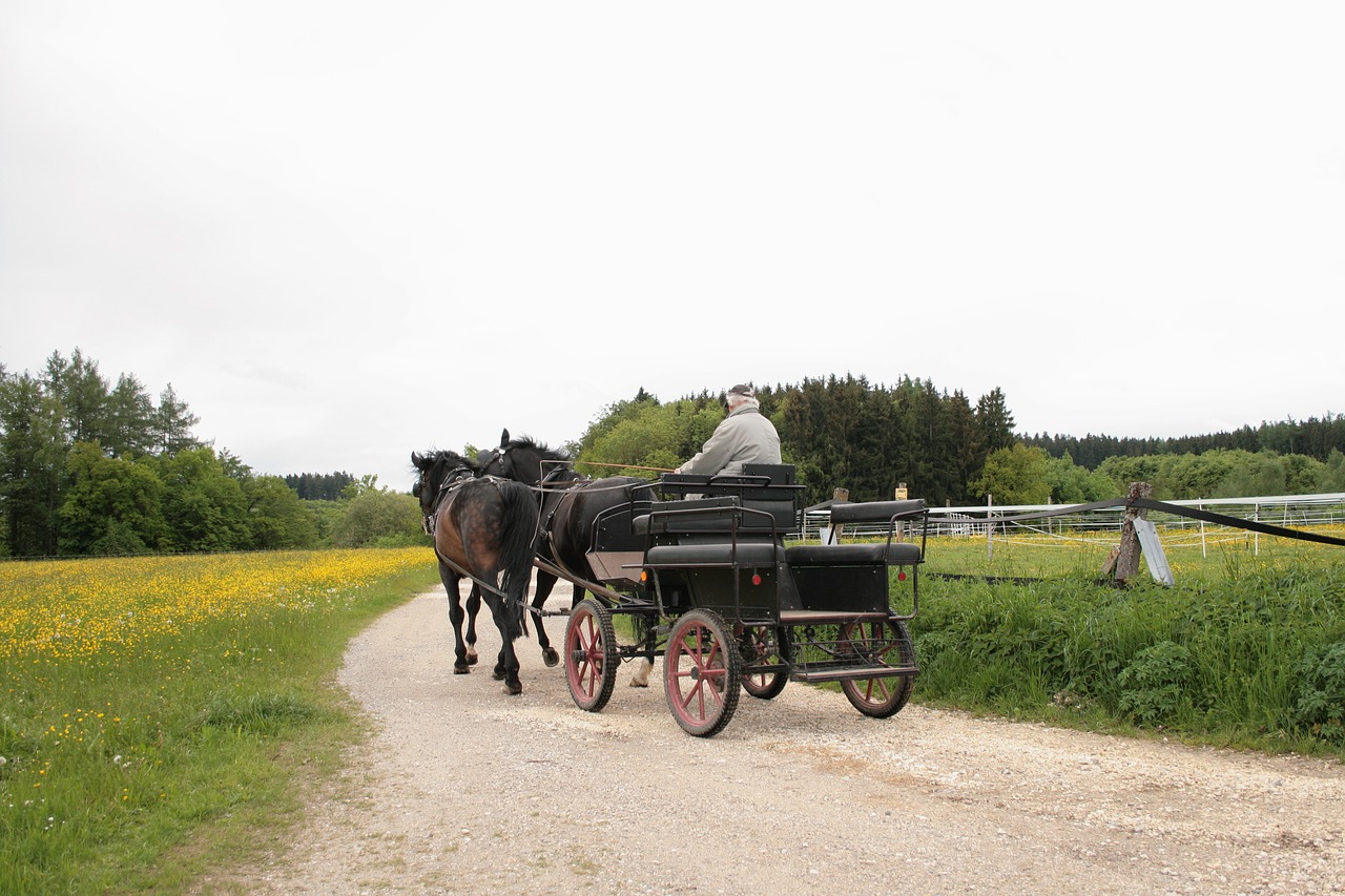 coach horse drawn carriage team free photo