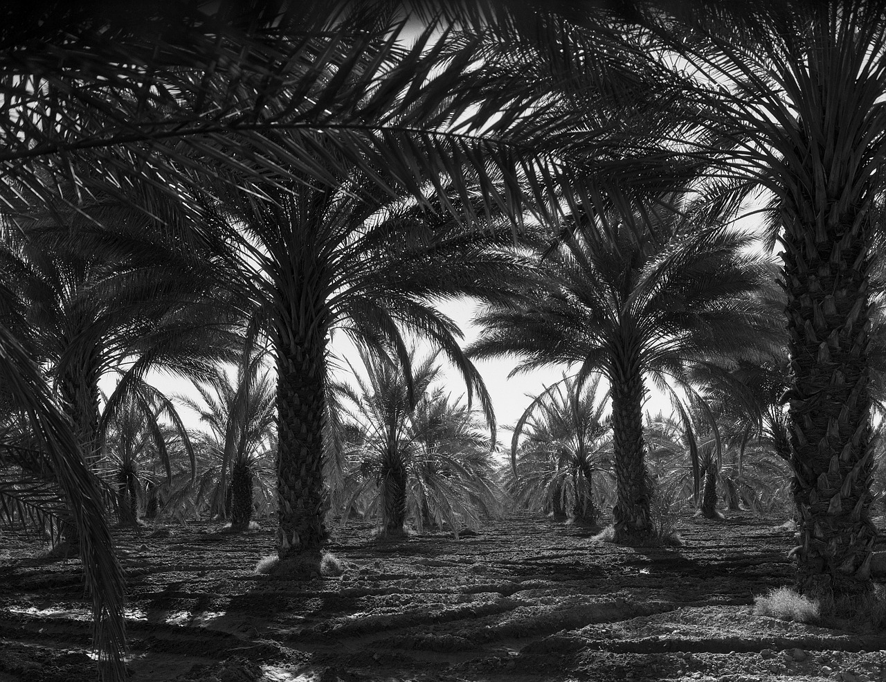 coachella valley california 1940s free photo