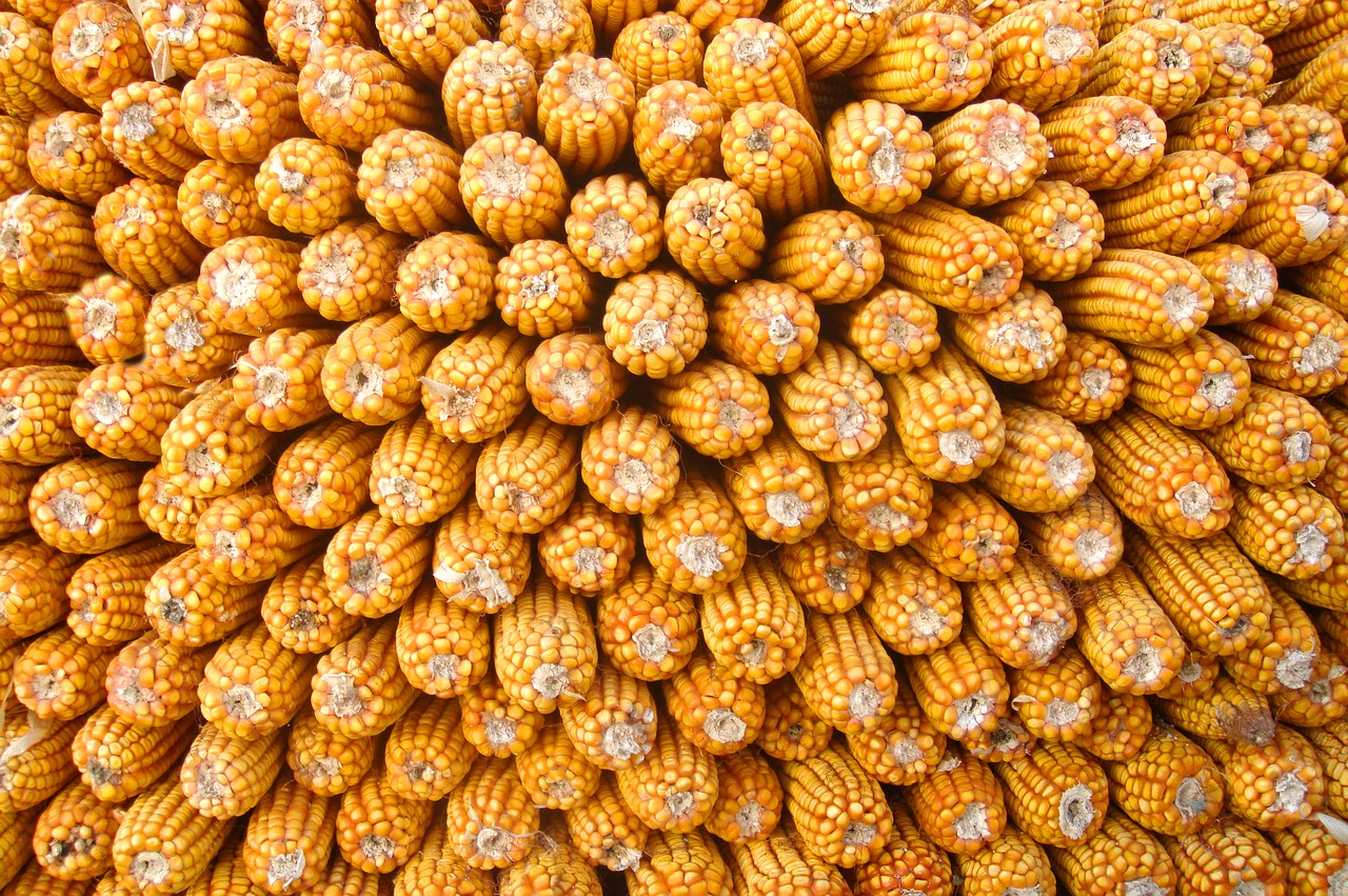 coarse cereals grains food free photo