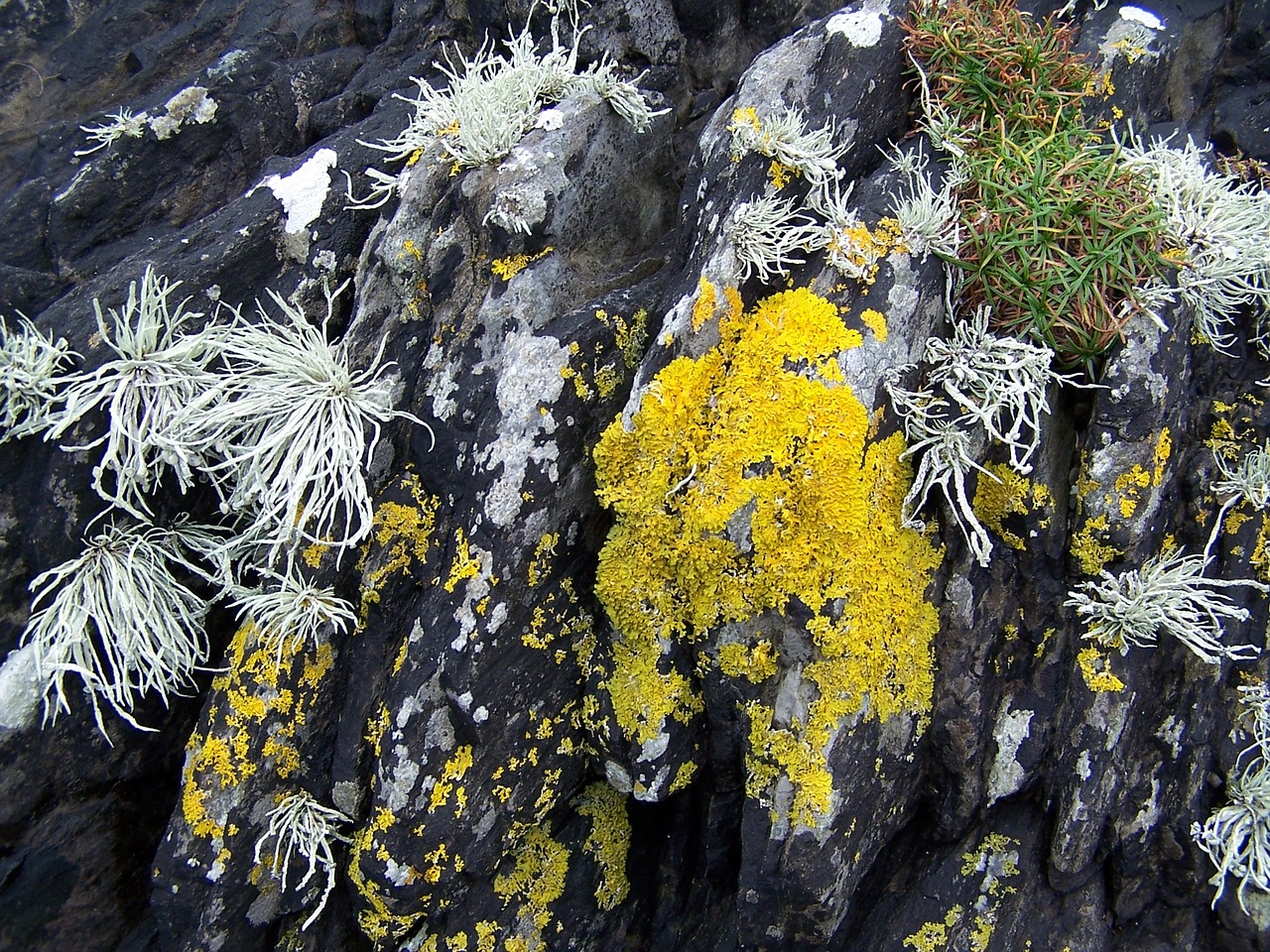 coast coastline lichen free photo