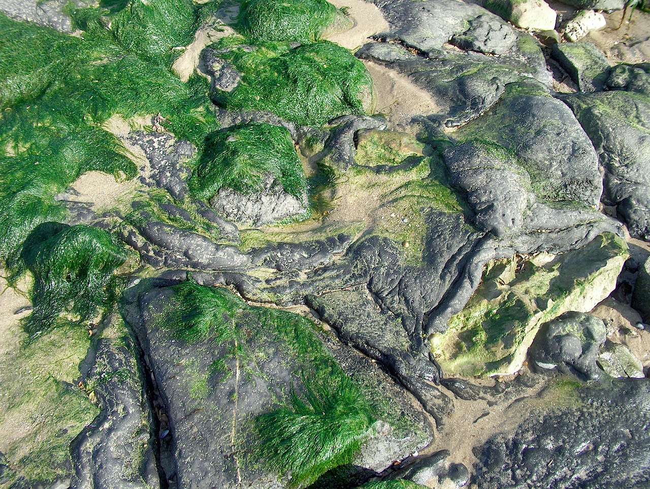 coast stones seaweed free photo