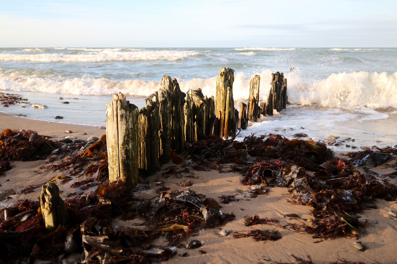 coast beach wave free photo